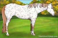 Horse Color:Chestnut Near Leopard 