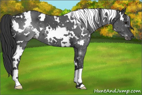 Horse Color:White Spotted Black 