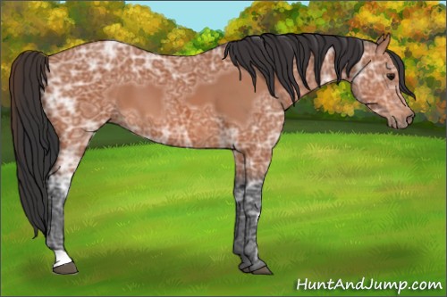Horse Color:Bay Ice 