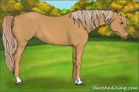 Horse Color:Palomino