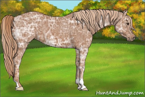 Horse Color:Chestnut Ice 