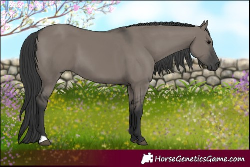 Horse Color:Grullo 
