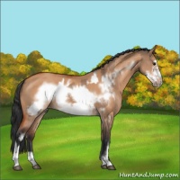 Horse Color:Bay Dun Frame  and Bay Dun Frame 