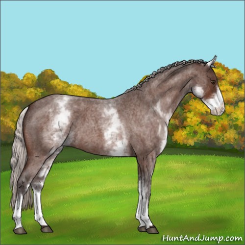 Horse Color:White Spotted Silver Brown Roan