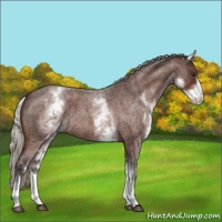 Horse Color:White Spotted Silver Brown Roan