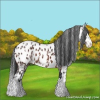 Horse Color:Brown Sabino Splash Appaloosa  and Brown Splash Appaloosa 