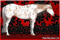 Horse Color:Amber Champagne Sabino Near Leopard 