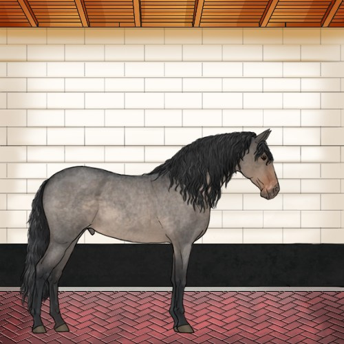 Horse Color:Gray Brown Roan Mushroom Appaloosa Rabicano