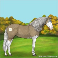 Horse Color:Silver Smoky Black Splash 