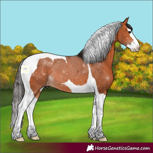 Horse Color:Bay Splash Tobiano 