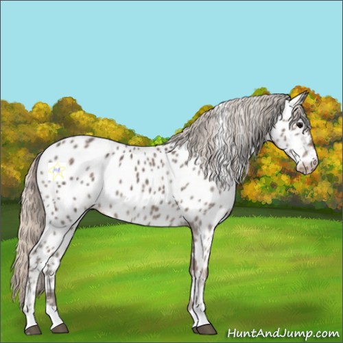 Horse Color:Silver Black Appaloosa 