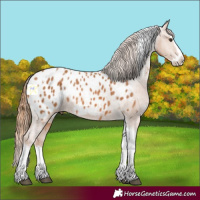 Horse Color:Chestnut Splash Tobiano Near Leopard 