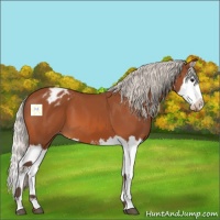 Horse Color:Silver Bay Splash Appaloosa 