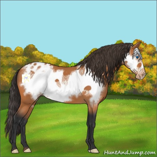 Horse Color:Bay Frame Appaloosa 
