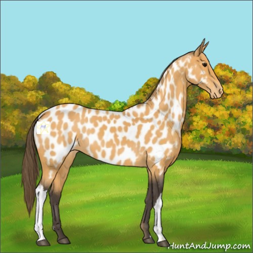 Horse Color:Buckskin Appaloosa 