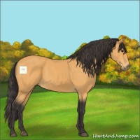 Horse Color:Buckskin 