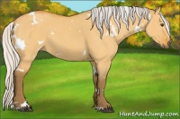 Horse Color:White Spotted Silver Buckskin Dun 