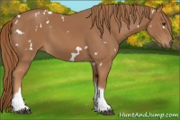 Horse Color:White Spotted Chestnut Tobiano