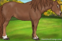 Horse Color:Chestnut Sabino 