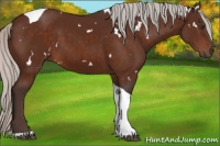 Horse Color:White Spotted Silver Brown Tobiano 