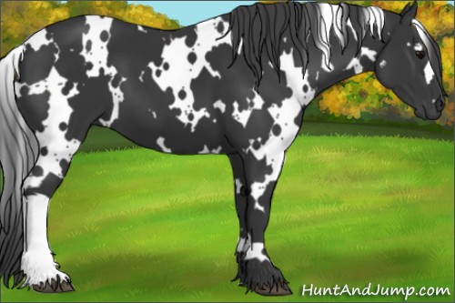 Horse Color:White Spotted Black 