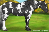 Horse Color:White Spotted Black 