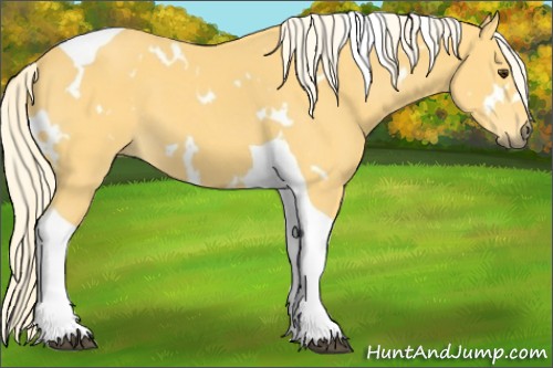 Horse Color:White Spotted Palomino Tobiano 