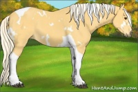 Horse Color:White Spotted Palomino Tobiano