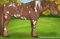 Horse Color:White Spotted Chestnut 
