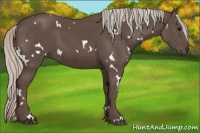 Horse Color:White Spotted Silver Black 