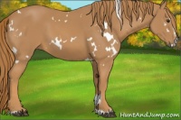 Horse Color:White Spotted Chestnut Sabino