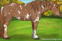 Horse Color:White Spotted Chestnut