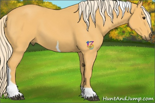 Horse Color:Palomino Sabino Tobiano 