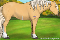 Horse Color:Palomino Sabino Tobiano