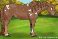 Horse Color:White Spotted Chestnut Sabino 