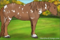 Horse Color:White Spotted Chestnut 
