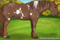 Horse Color:White Spotted Chestnut
