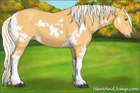 Horse Color:White Spotted Palomino