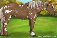 Horse Color:White Spotted Chocolate Palomino