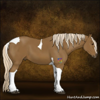 Horse Color:Chocolate Palomino Sabino Tobiano