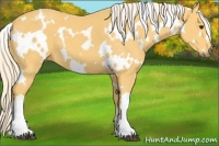 Horse Color:White Spotted Palomino