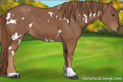 Horse Color:White Spotted Chestnut Tobiano
