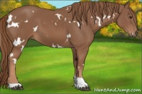 Horse Color:White Spotted Chestnut Tobiano 