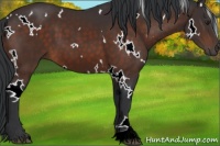 Horse Color:White Spotted Brown 