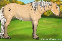 Horse Color:White Spotted Silver Buckskin Roan 
