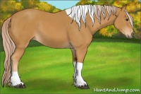 Horse Color:Palomino Tobiano Rabicano