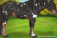 Horse Color:White Spotted Liver Chestnut 