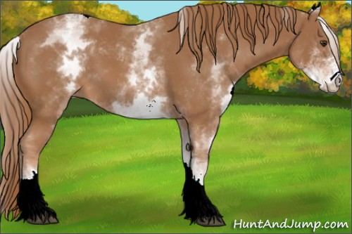 Horse Color:White Spotted Chestnut Tobiano 