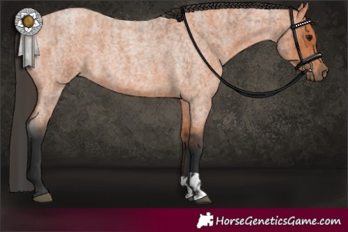 Horse Color:Bay Roan  and Bay Roan 