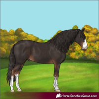 Horse Color:Liver Chestnut 